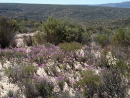 Pelargonium coronopifolium in the Cederberg